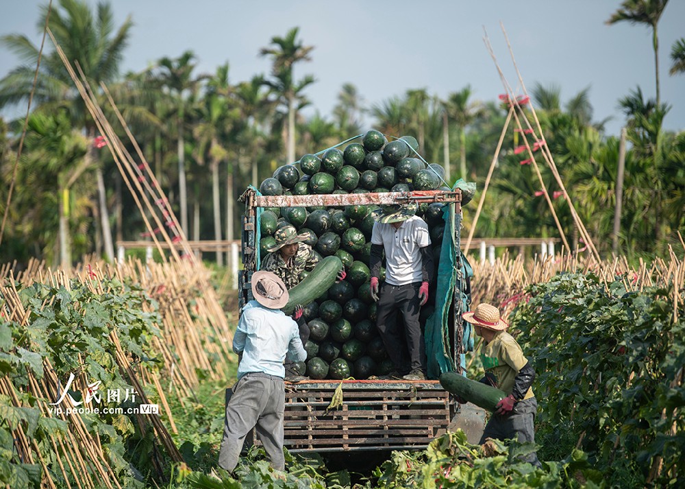 海南琼海：采收冬瓜