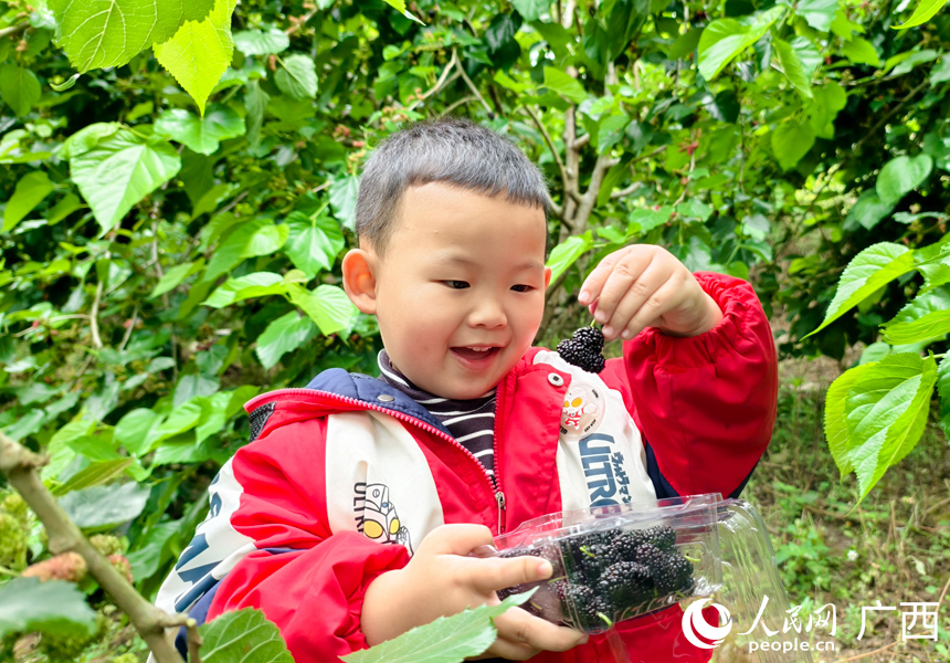 广西西林：桑葚进入采摘期