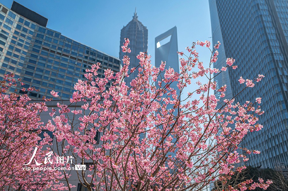 上海：陆家嘴现“樱花车站”