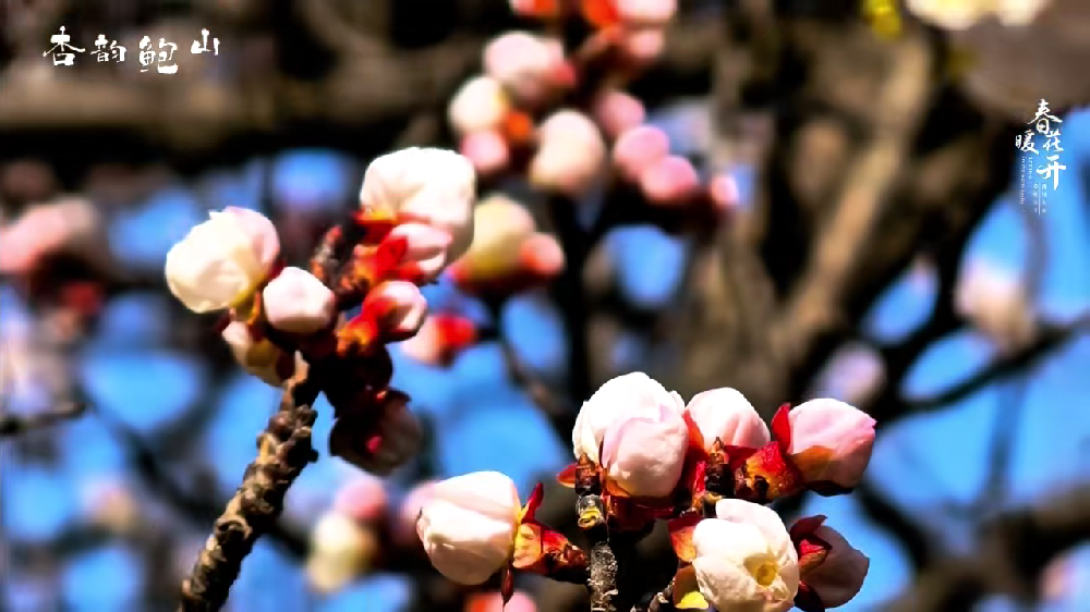 鲍山：杏开春意浓