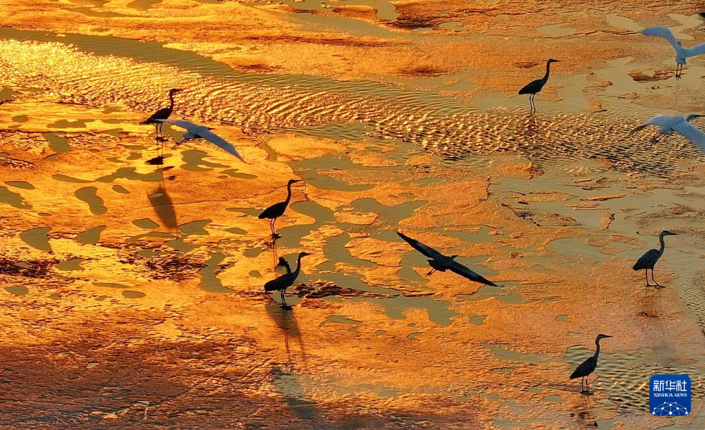 冰雪渐融春意动 候鸟归飞入画屏