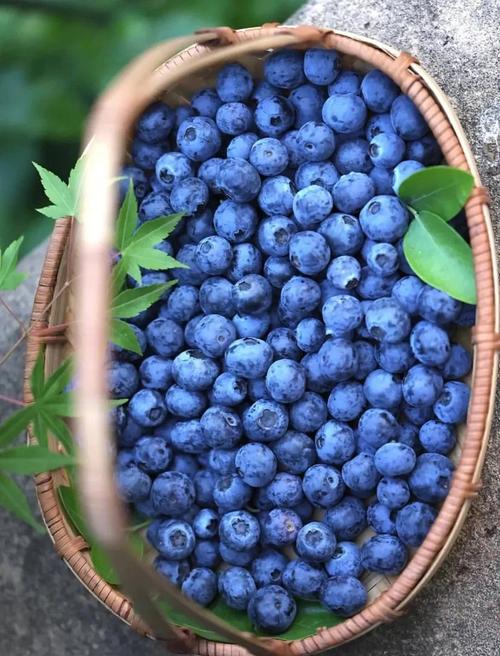 蓝莓价格明显回落，专家：大果径等品类仍能维持溢价，果汁等加工产业链可缓解跌价压力