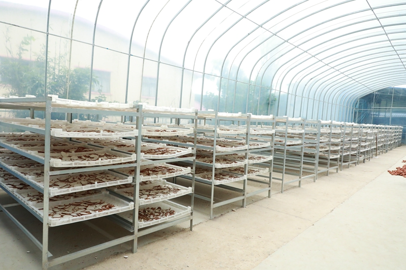 在白沙黎族自治县青松乡南药分拣中心,虎乳灵芝被放置在架子上整齐地晾晒。白沙融媒体中心李亚萍摄影