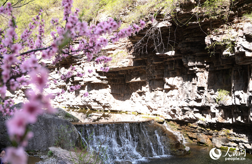太行大峡谷内桃花绽放，满是春日生机。人民网记者 宋芳鑫摄