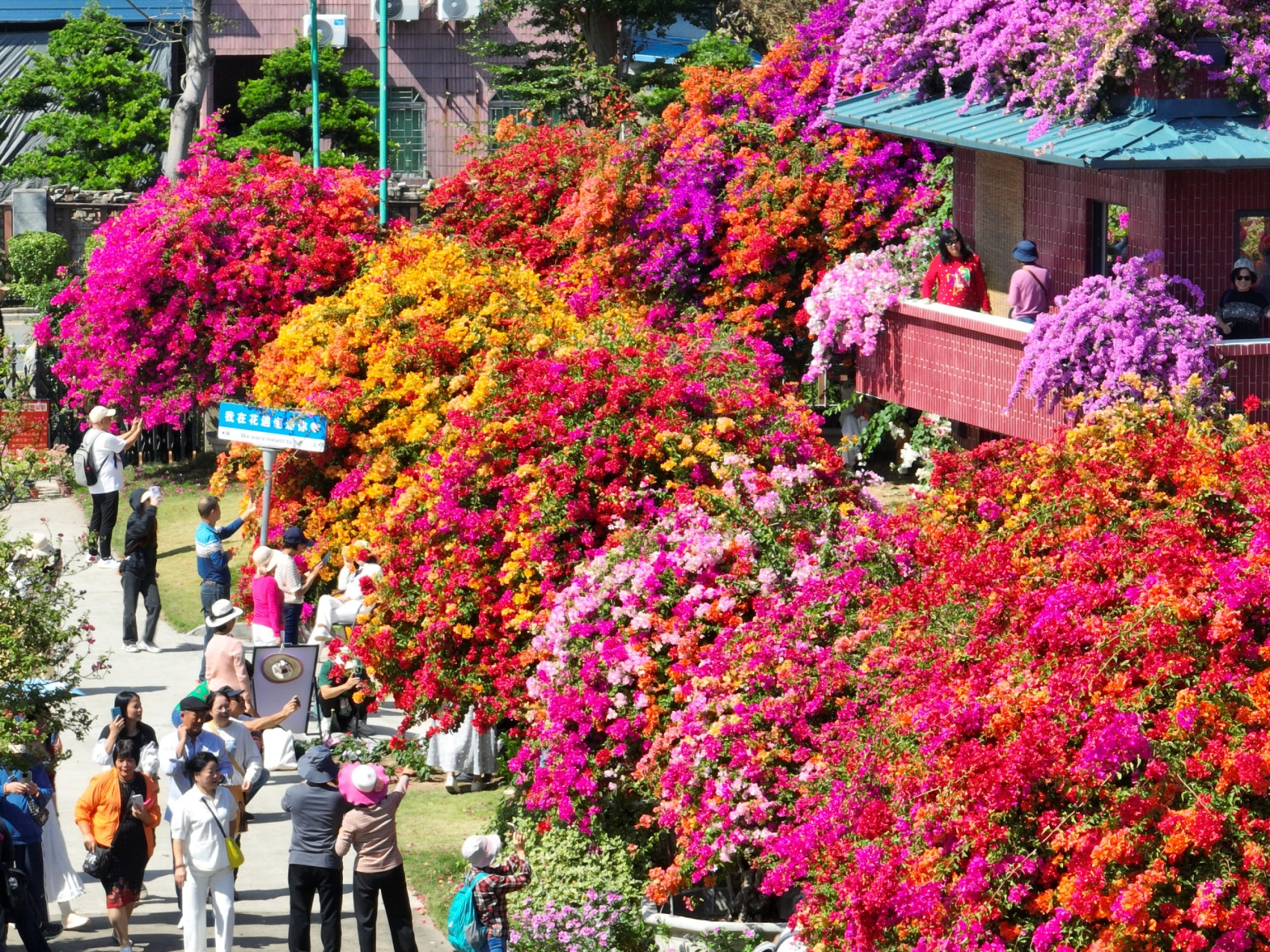 图为陈村花卉世界风光,赏心悦目。陈村镇宣教办供图