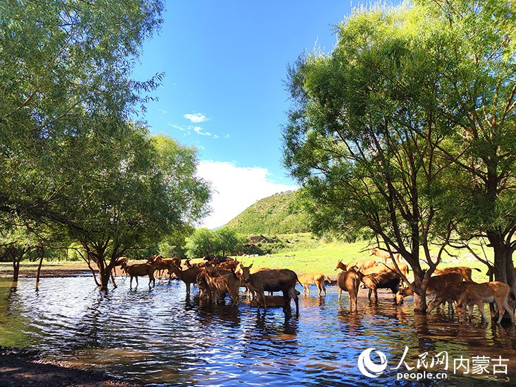 麋鹿在夏日的大青山山涧饮水、嬉戏。受访者供图