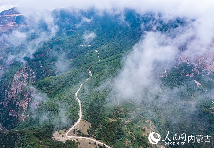 2025年7月，大青山国家级自然保护区深处，山林葱郁。阳光摄