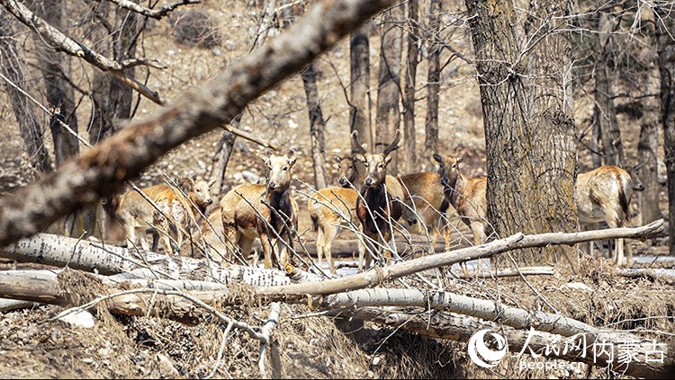 麋鹿群在山林间悠闲自在。人民网记者 张力洋摄