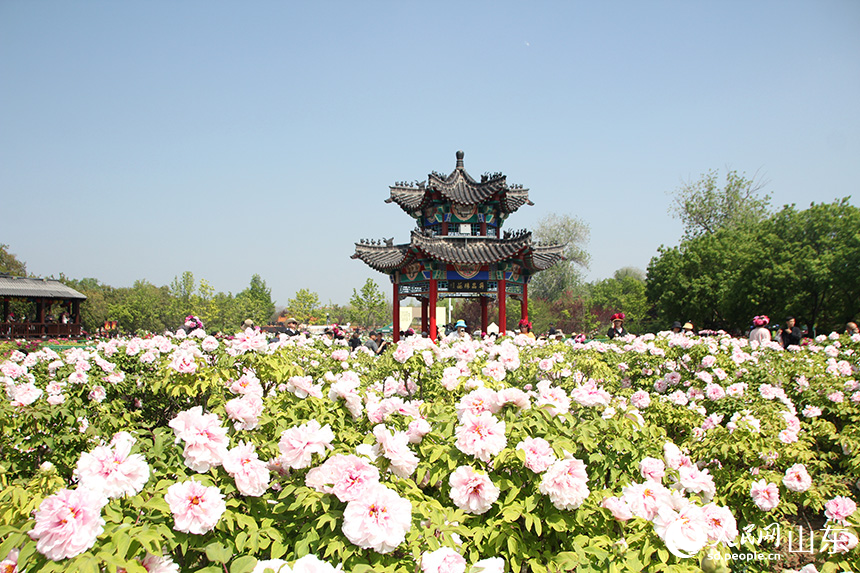 在菏泽市曹州牡丹园内，牡丹花竞相绽放。人民网记者 宋翠摄
