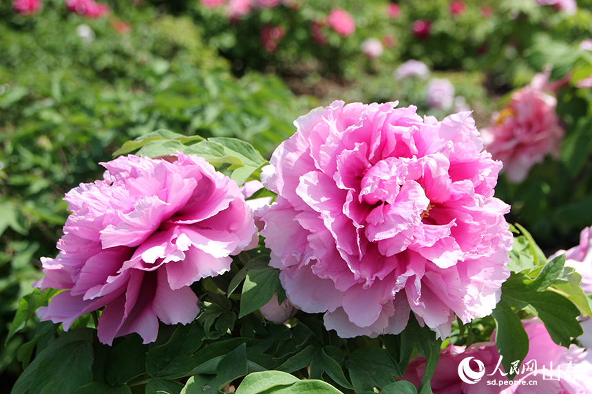 在菏泽市曹州牡丹园内，牡丹花盛开迎客来。人民网记者 宋翠摄