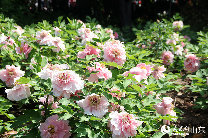 在菏泽市曹州牡丹园内，牡丹花迎来盛放。人民网记者 宋翠摄